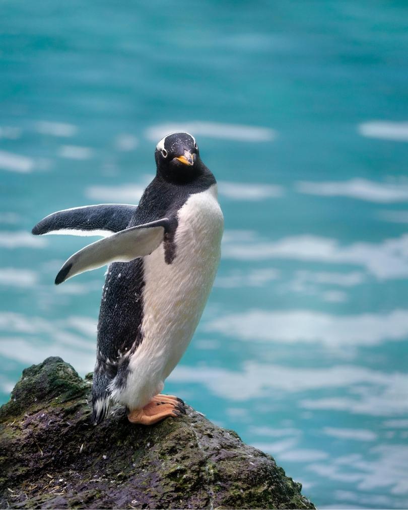 Pingüino erguido sobre fondo minimalista, símbolo de liderazgo consciente, presencia, resiliencia y equilibrio emocional, representando el programa individual de mindfulness 'Lidera con presencia'.
