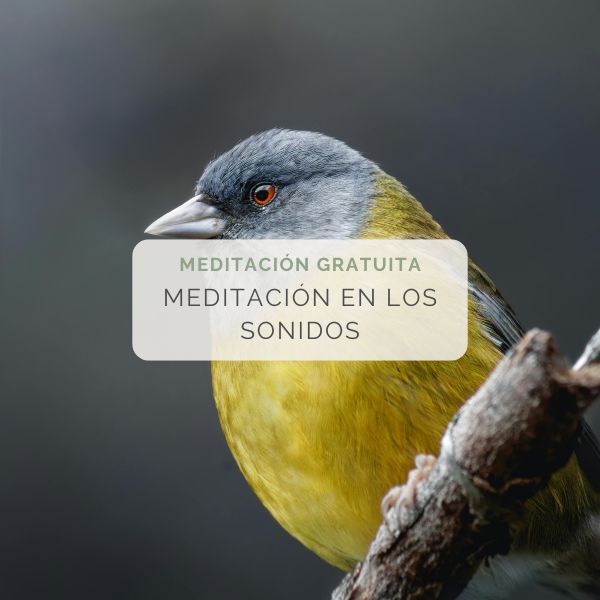 Pájaro cantando, imagen para meditación guiada en los sonidos — The Mindful Bear.